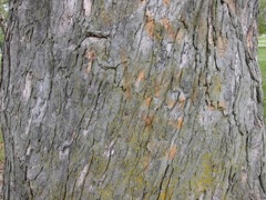 Textures: Tree Bark / Stumps (56)